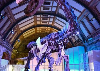 Para crear la réplica, se escanearon cada uno de los huesos del titanosaurio en 3D. Foto: AFP