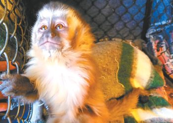 rescate-animal