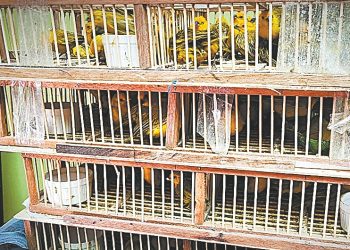 rescate-animal-loros