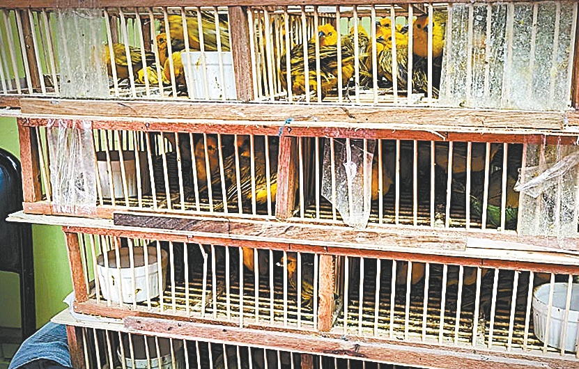 rescate-animal-loros