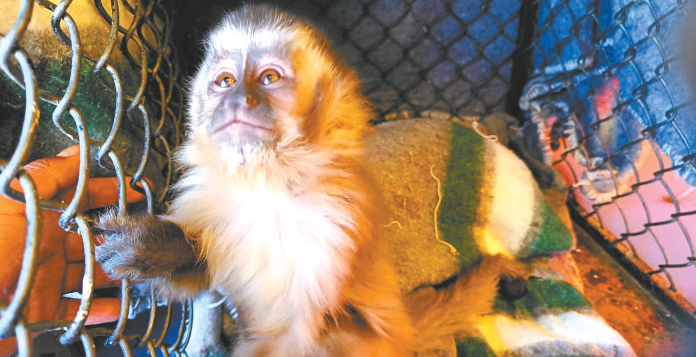 rescate-animal