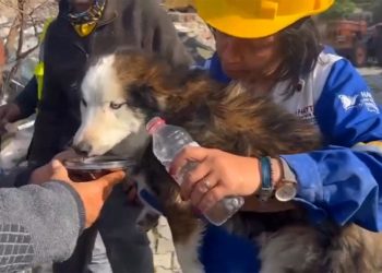 Los equipos de rescate de un municipio en el centro de Turquía salvaron al perro Aleks. Foto: AFP