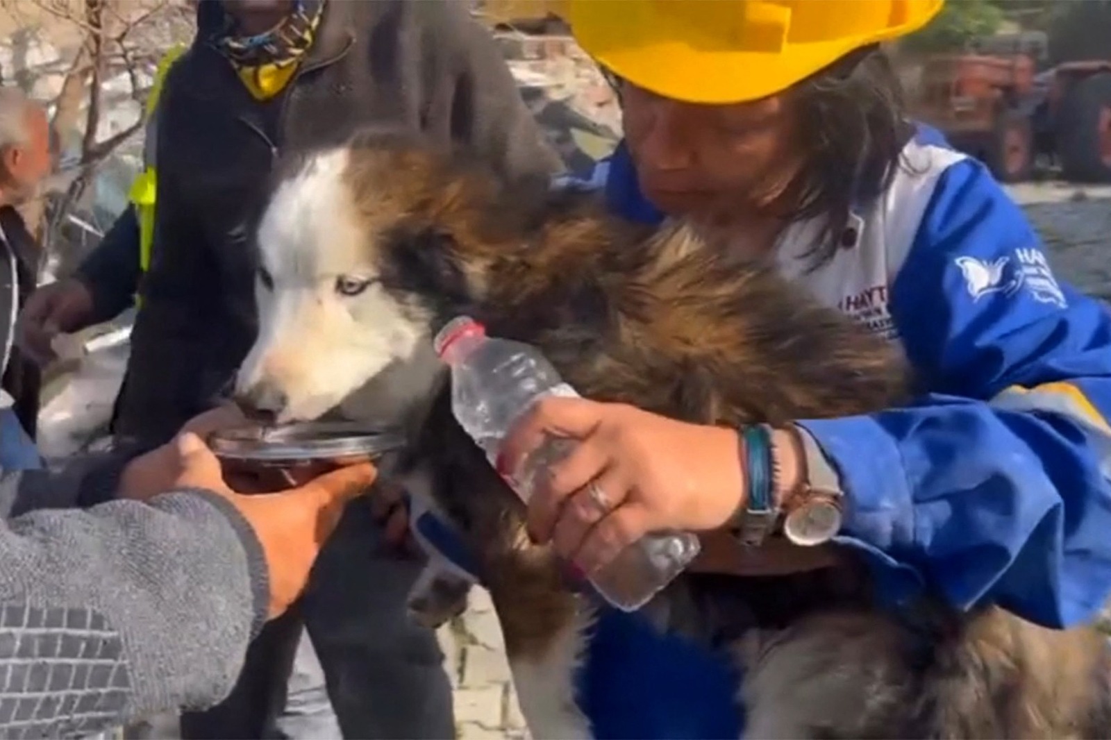 Los equipos de rescate de un municipio en el centro de Turquía salvaron al perro Aleks. Foto: AFP