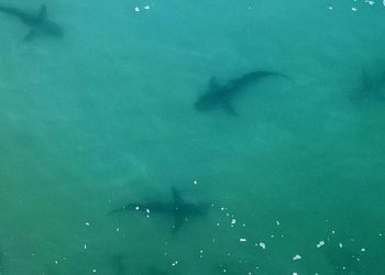 Imagen aérea de tiburones nadando en aguas del Mediterráneo, ante las costas de la ciudad israelí de Hadera. Foto: AFP.