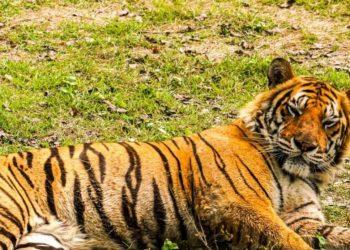 Tigre escapó de la Hacienda de Pablo Escobar y fue sacrificado. Foto: Getty Images.