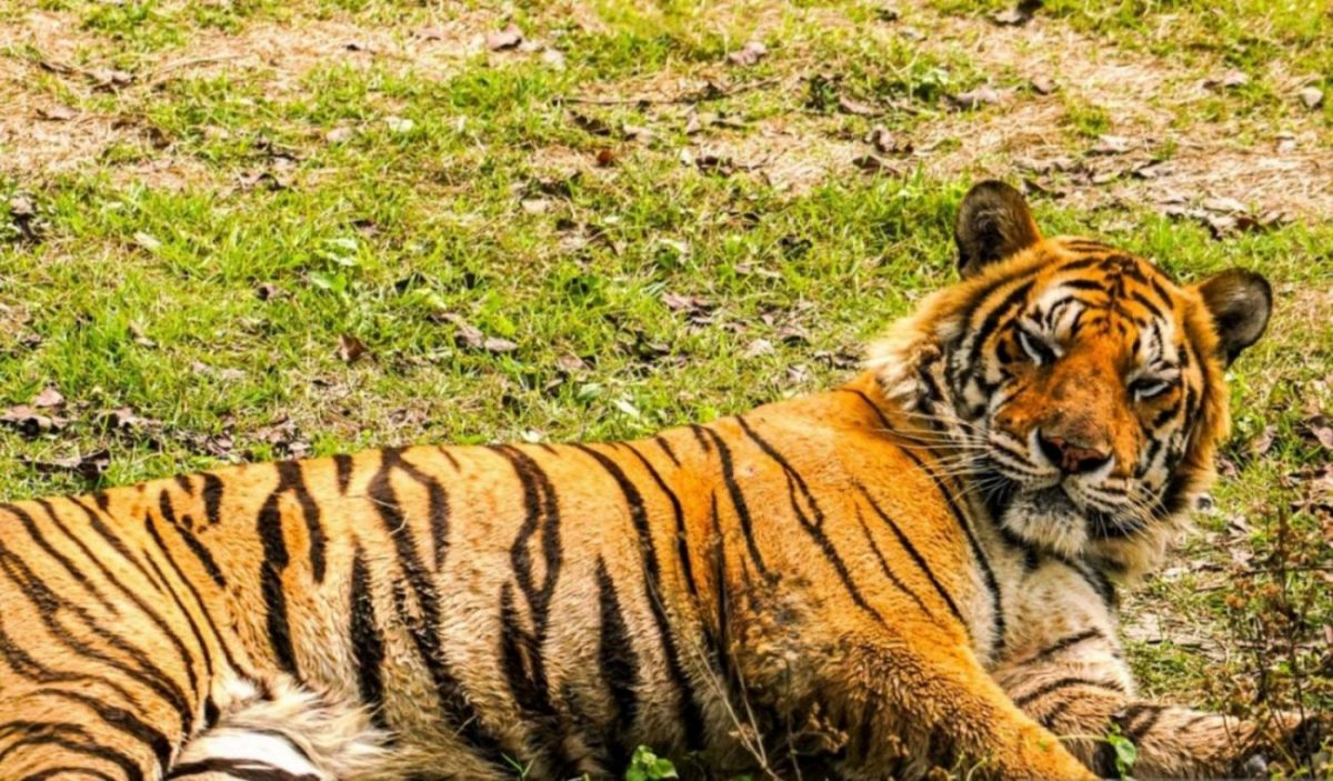 Tigre escapó de la Hacienda de Pablo Escobar y fue sacrificado. Foto: Getty Images.