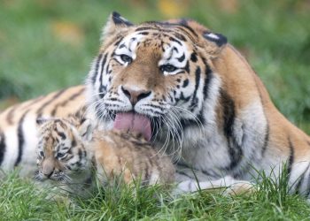 Centenares de especies de animales salvajes, desde los pandas a los tigres, pasando por los leones marinos, sufren las consecuencias de la diseminación de sustancias químicas conocidas como PFA en todo el mundo, según un estudio. Foto: AP.