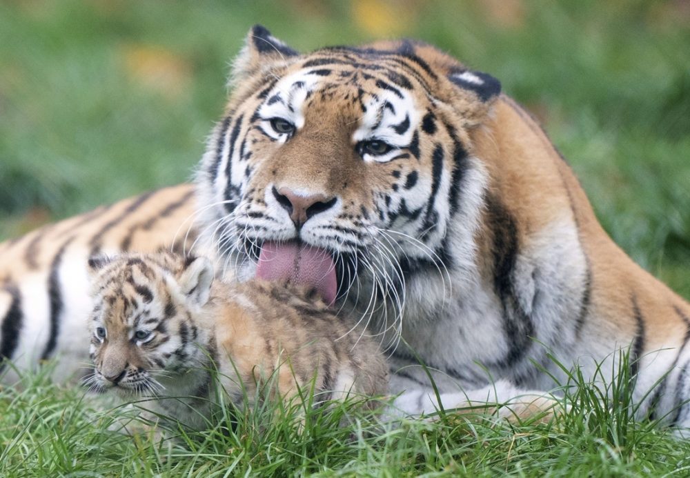 Centenares de especies de animales salvajes, desde los pandas a los tigres, pasando por los leones marinos, sufren las consecuencias de la diseminación de sustancias químicas conocidas como PFA en todo el mundo, según un estudio. Foto: AP.