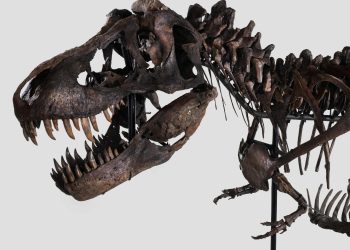 El esqueleto de tiranosaurio rex que se subastará. Foto: AFP