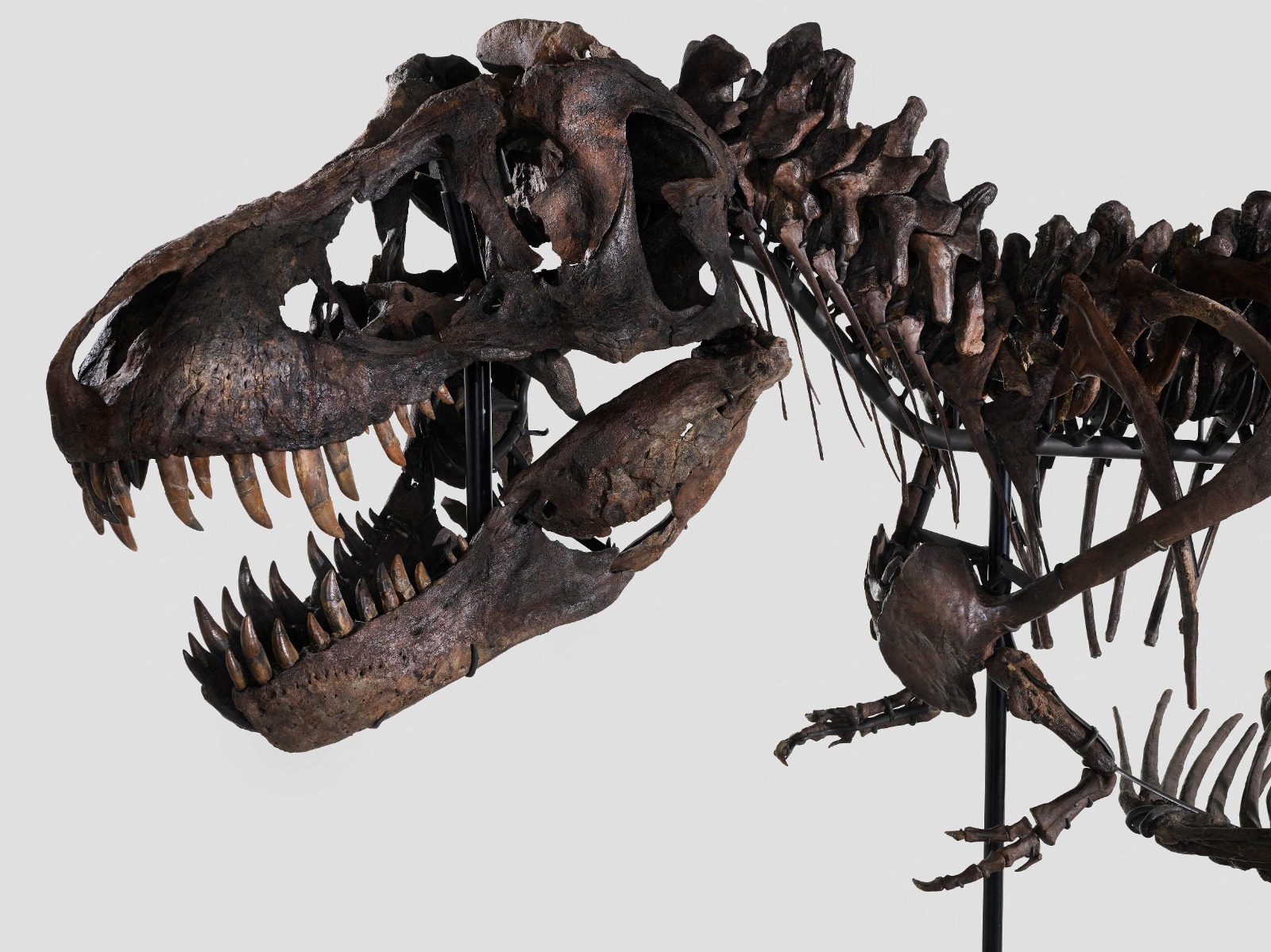 El esqueleto de tiranosaurio rex que se subastará. Foto: AFP