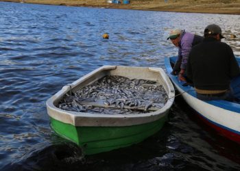 ‘Sembrarán’ 10 millones de alevines de Pejerrey y Karachi en los lagos Titicaca y Uru Uru