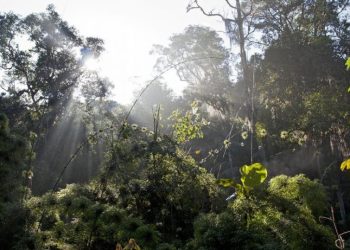 vida niños desaparecidos en la selva