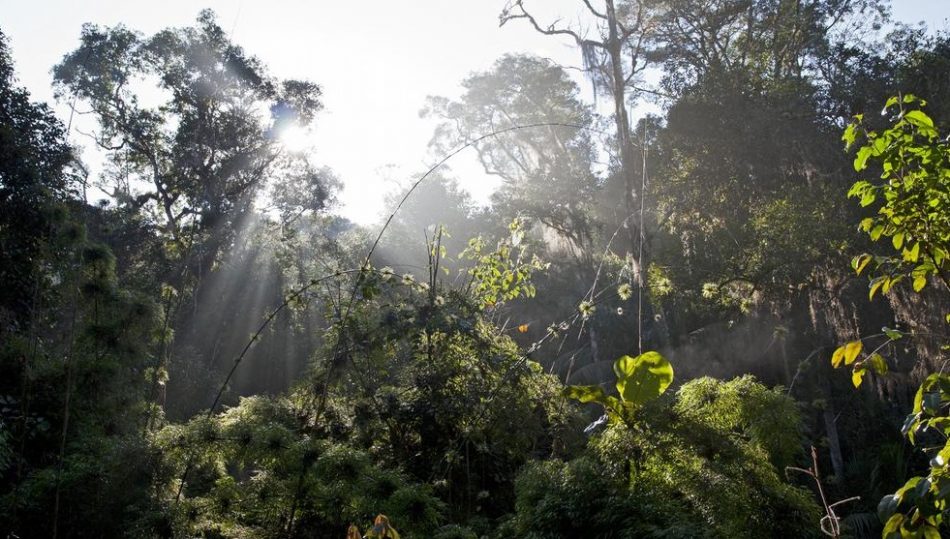 vida niños desaparecidos en la selva