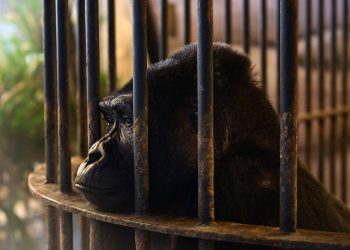 La gorila Bua Noi es la última de su especie en cautiverio en Tailandia. Foto: AFP