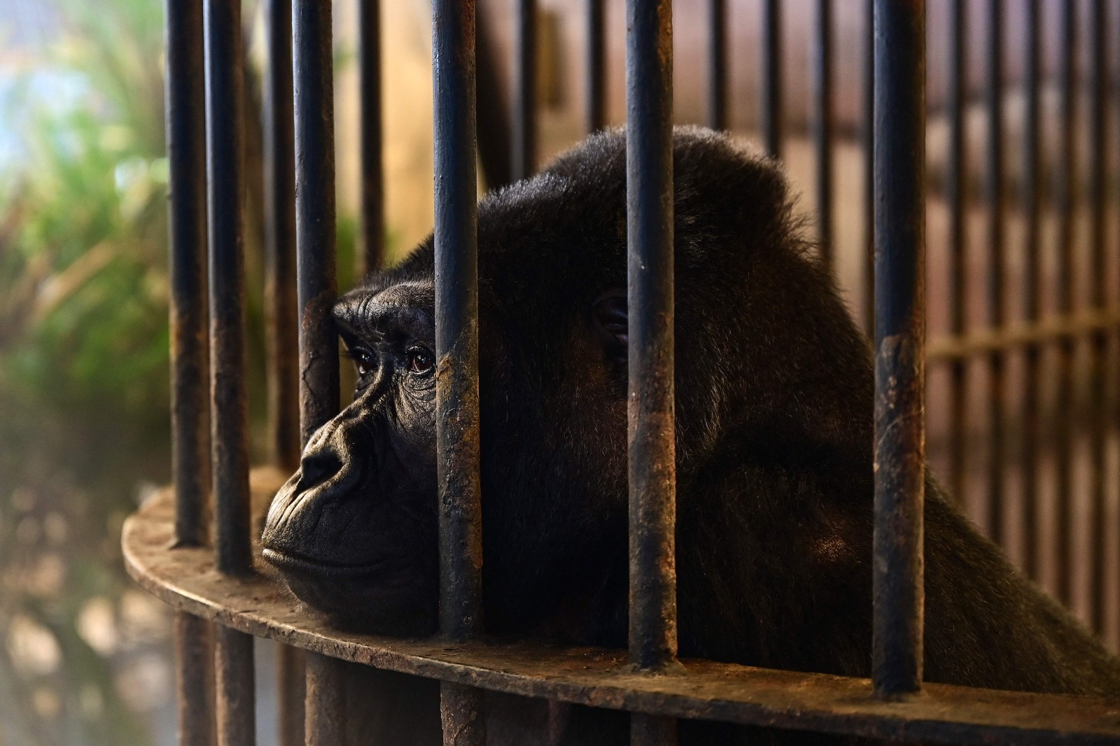 La gorila Bua Noi es la última de su especie en cautiverio en Tailandia. Foto: AFP