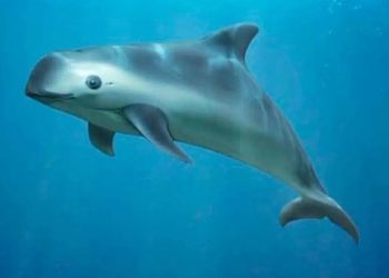 La vaquita marina es el mamífero marino más amenazado del mundo. Foto: AFP