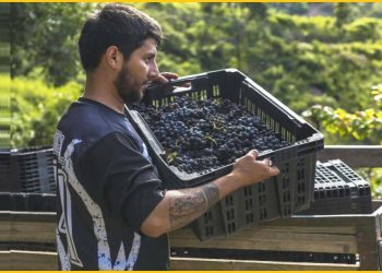 La nobleza de los vinos cruceños