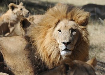 Leones dan positivo en pruebas de detección del coronavirus en Singapur