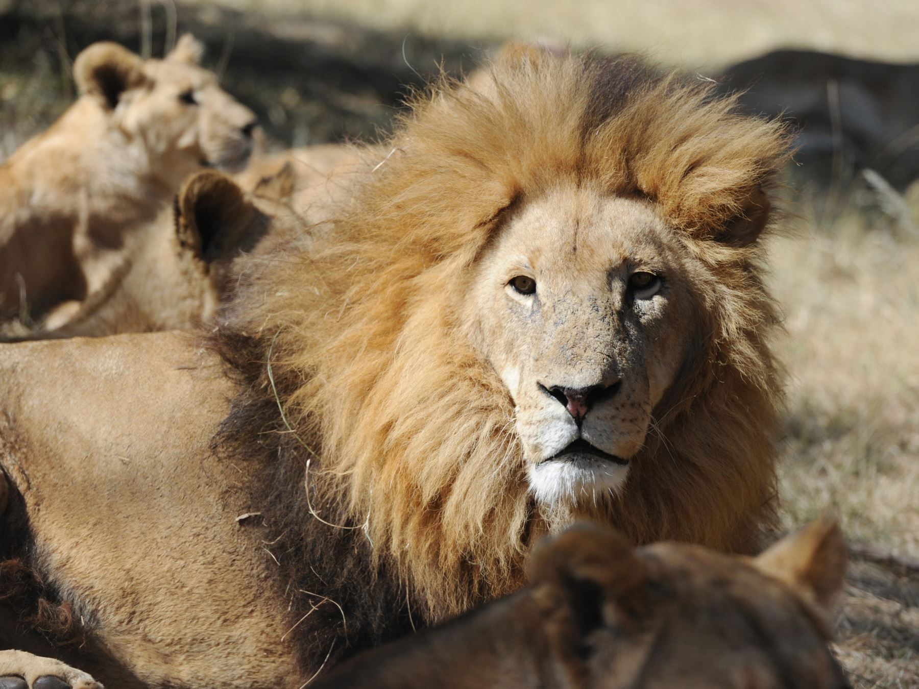 Leones dan positivo en pruebas de detección del coronavirus en Singapur
