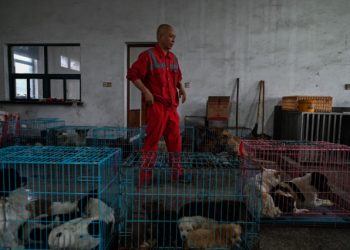 El monje chino que salvó a 8.000 perros callejeros