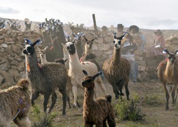 El sector camélido apunta a su reactivación