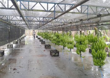 Prevén subir en 49% las ventas de banano