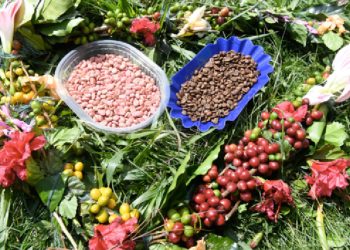 El mejor café de Bolivia se produce en Villa Tunari
