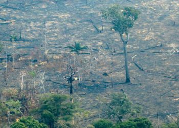 UE propone veto a la compra de productos de áreas deforestadas