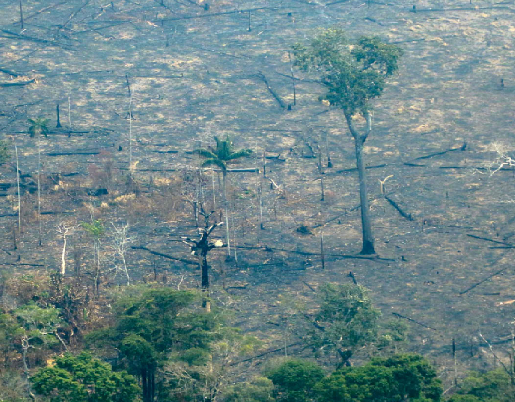 UE propone veto a la compra de productos de áreas deforestadas