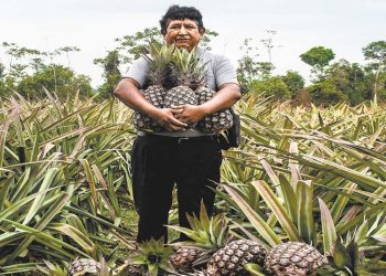 El trópico de Cochabamba comienza la cosecha de la fruta perfumada