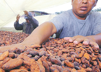 Identifican 14 alimentos como base para la reactivación