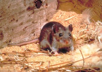 Las deposiciones de los roedores son la causa principal para el hantavirus. Foto: Archivo