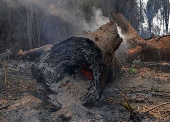 Incendio forestal deja tierra arrasada en provincia argentina