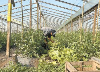 Argentina: Una nueva generación de bolivianos se profesionaliza