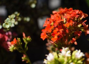 Feria de las flores de mil colores reunirá desde el domingo a 30 expositores en Mallasa