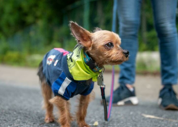 En Japón, una patrulla de perros vigila a los niños