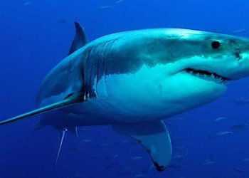 La diversidad de tiburones perduró en la extinción de los dinosaurios