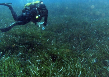 La posidonia, tesoro ecológico submarino comparable a los bosques tropicales