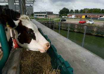 Una granja flotante de vacas quiere mitigar el cambio climático en Holanda