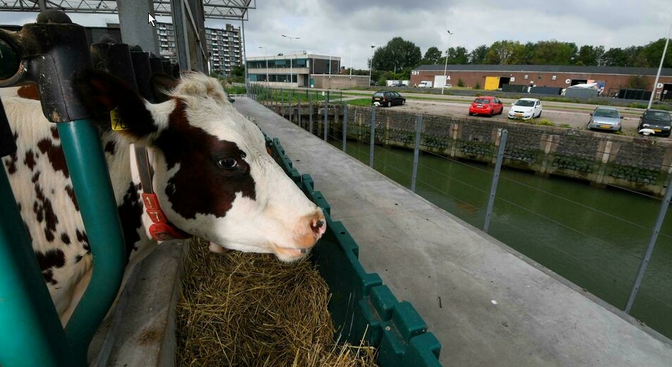 Una granja flotante de vacas quiere mitigar el cambio climático en Holanda