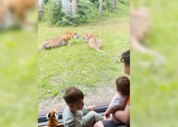 Este hotel de Reino Unido permite a sus huéspedes dormir dentro de un recinto de tigres