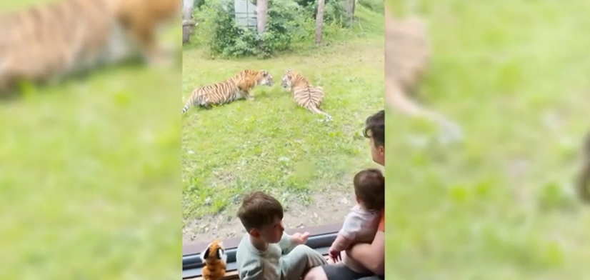 Este hotel de Reino Unido permite a sus huéspedes dormir dentro de un recinto de tigres
