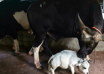 Rani, la vaca más pequeña del mundo, reconocida en el récord Guinness a título póstumo