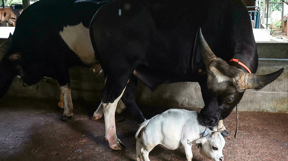 Rani, la vaca más pequeña del mundo, reconocida en el récord Guinness a título póstumo