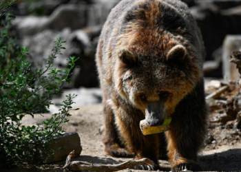 Región japonesa quiere evitar ataques de osos a ritmo de rock