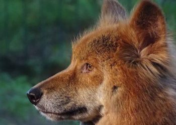Imágenes inéditas revelan la vida secreta de un dingo asutraliano