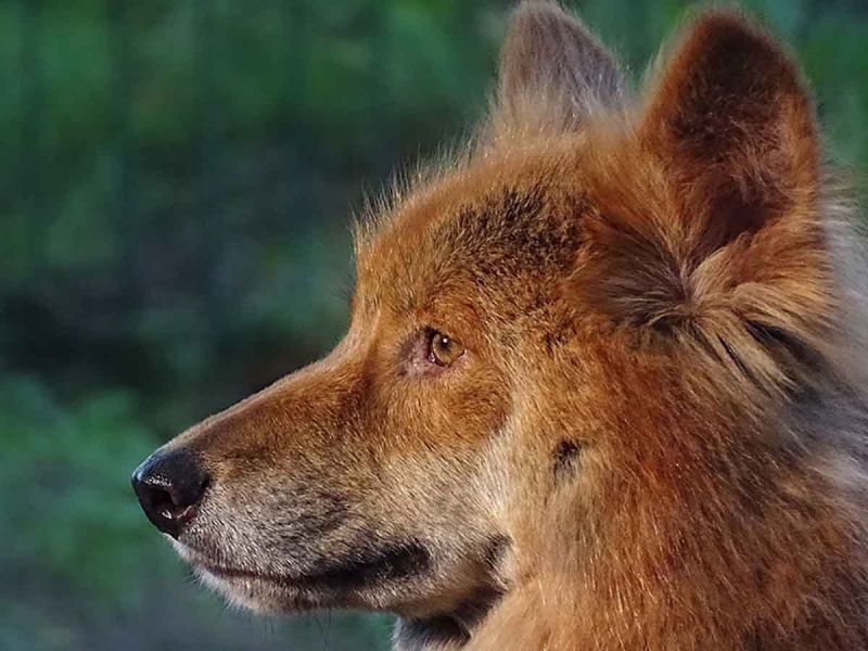 Imágenes inéditas revelan la vida secreta de un dingo asutraliano
