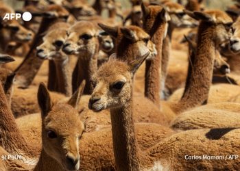 Esquila de vicuñas, faena ancestral que pervive en los Andes de Perú