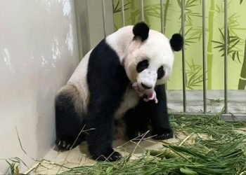 Zoológico de Singapur cría el primer cachorro de panda