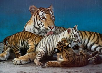 Yanek, la primera tigresa blanca nacida en Cuba